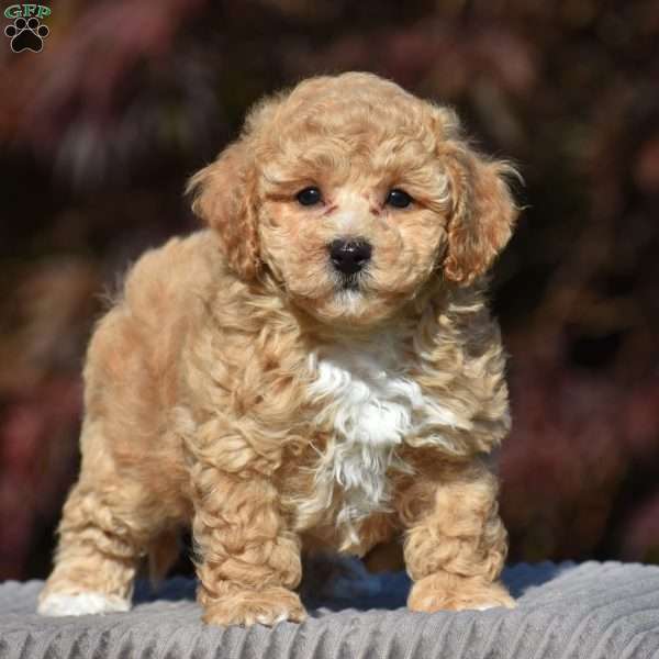 Lennox, Bich-Poo Puppy